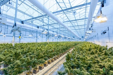 Establishing a Unified ServiceNow Foundation for a Multi-State Cannabis Operator