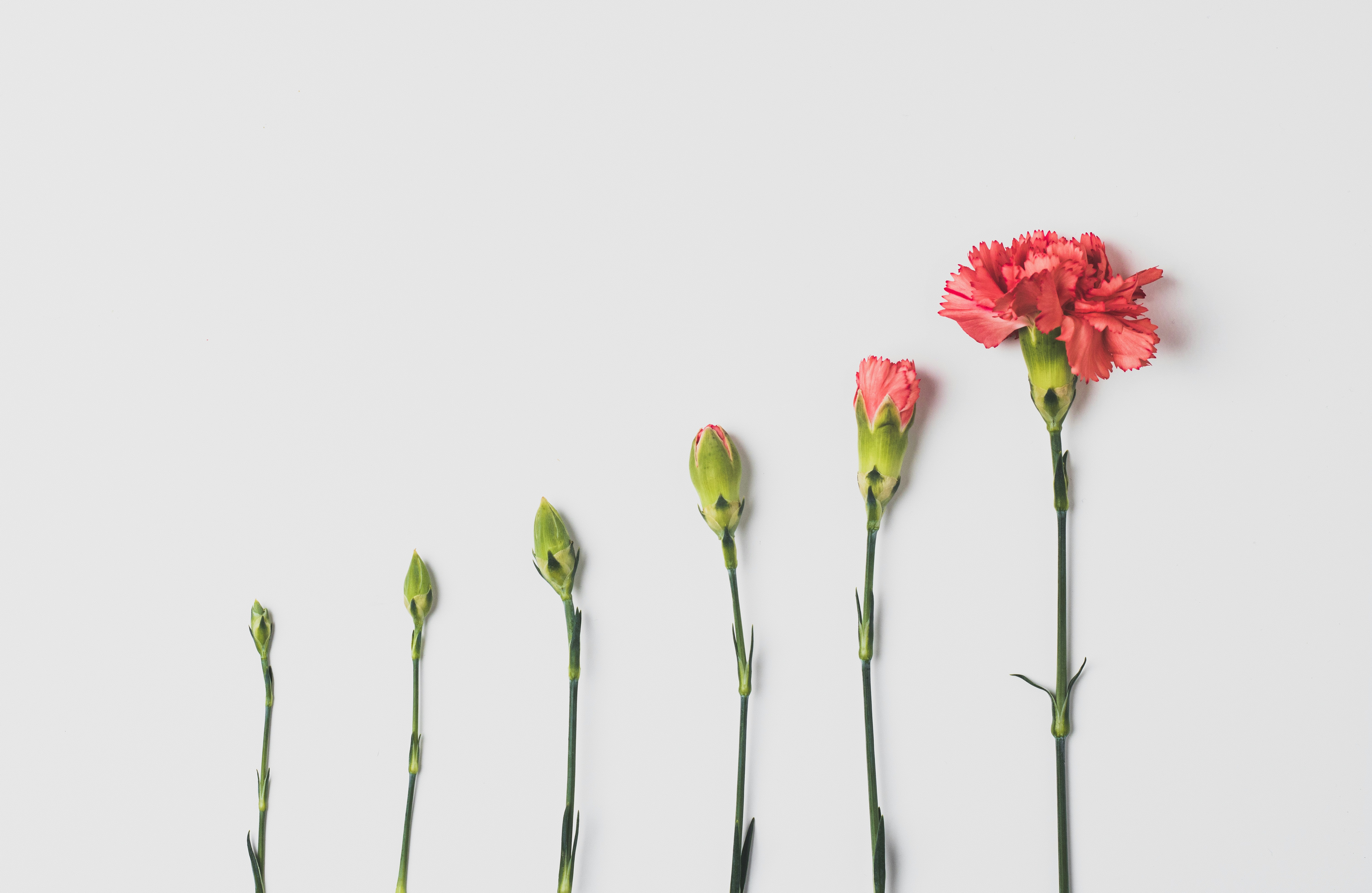 Image of flower growth stages implying steady progression