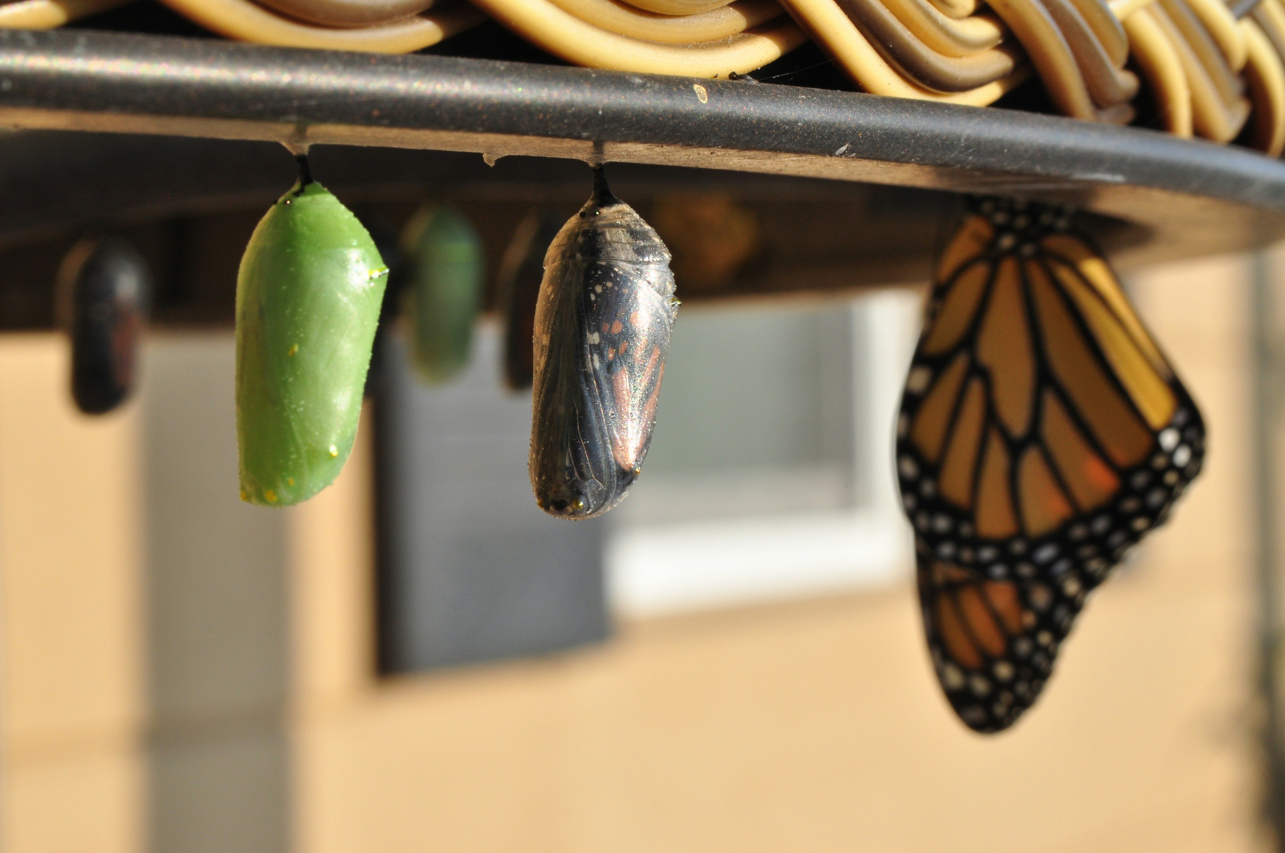 Why ServiceNow Is a Smart Bet in an Uncertain Economy